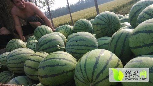 椒江吃瓜最新事件爆料,揭秘背后惊人真相！