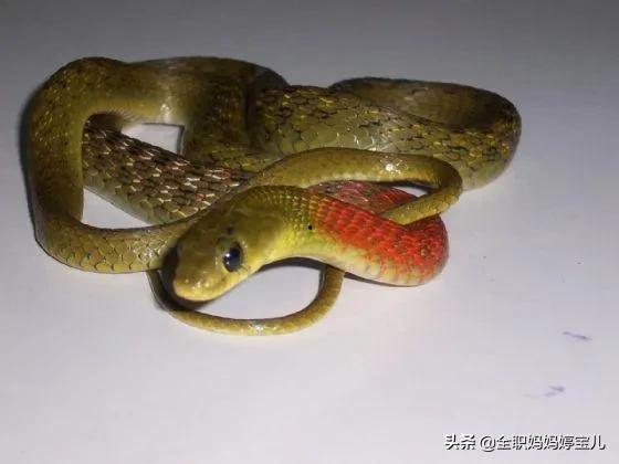 捉蛇视频,捕捉蛇类专家的惊心动魄一幕