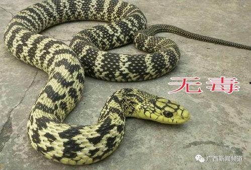 捉蛇视频,捕捉蛇类专家的惊心动魄一幕