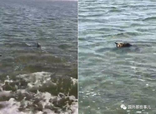 出海钓鱼视频,跟随镜头探索海洋奥秘