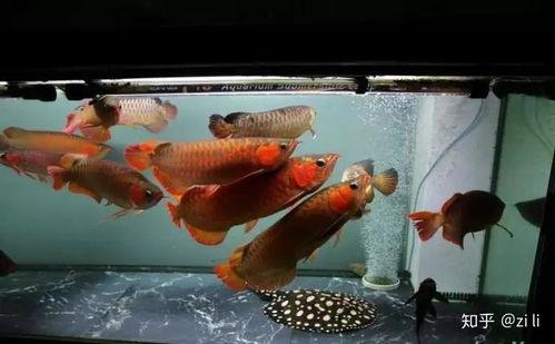 龙鱼混养视频,视频解析与实战分享