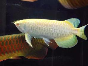 龙鱼混养视频,视频解析与实战分享