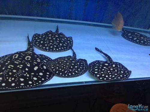 龙鱼混养视频,视频解析与实战分享