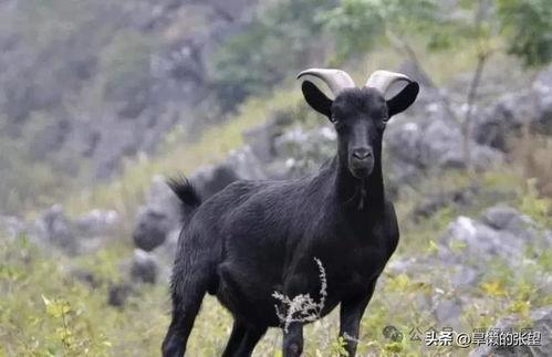 山羊的视频,萌态百出，趣味横生