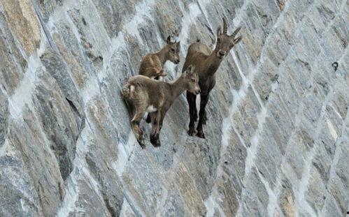山羊的视频,萌态百出，趣味横生