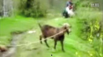 山羊的视频,萌态百出，趣味横生