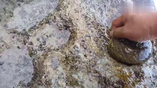 捡大海螺视频,一场视觉与听觉的海洋之旅