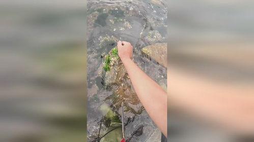 捡大海螺视频,一场视觉与听觉的海洋之旅