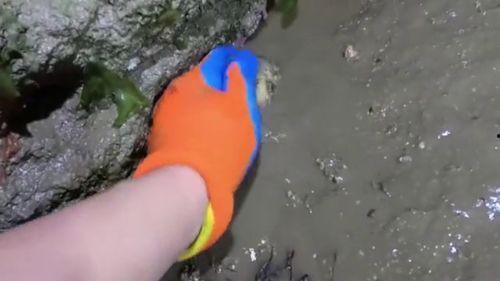 捡大海螺视频,一场视觉与听觉的海洋之旅