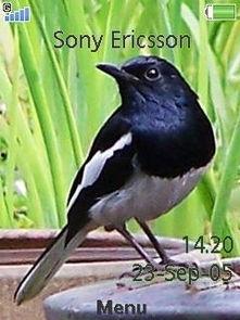 四喜鸟公鸟大叫视频,展现雄性风采