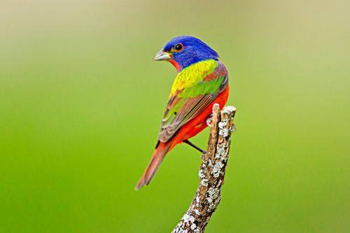 四喜鸟公鸟大叫视频,展现雄性风采