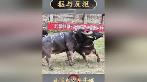 斗牛视频高清,高清视角下的激情碰撞