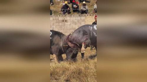 斗牛视频高清,高清视角下的激情碰撞