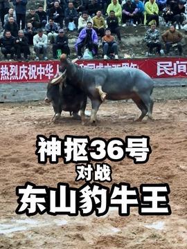 斗牛视频高清,高清视角下的激情碰撞