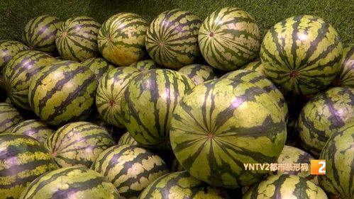 山西麒麟瓜今日价格,品质之选，价格亲民