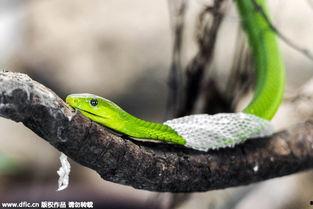 蛇蜕皮视频,自然界的神奇蜕变过程