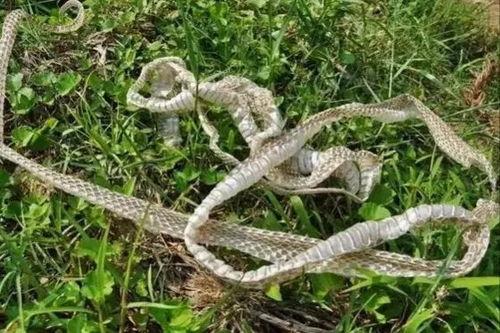 蛇蜕皮视频,自然界的神奇蜕变过程