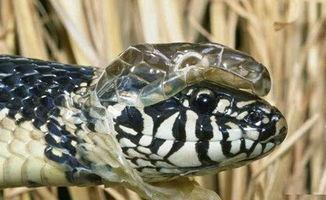 蛇蜕皮视频,自然界的神奇蜕变过程