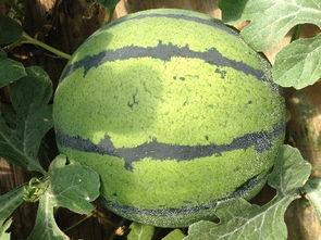 青州小吊瓜今日价格,价格行情一览”