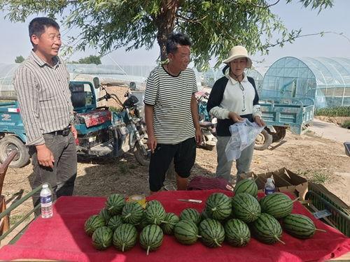青州小吊瓜今日价格,价格行情一览”