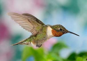 蜂鸟的视频,捕捉自然界的灵动瞬间