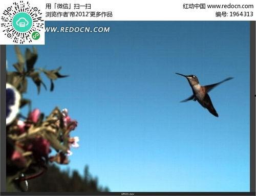 蜂鸟的视频,捕捉自然界的灵动瞬间