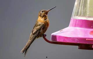 蜂鸟的视频,捕捉自然界的灵动瞬间