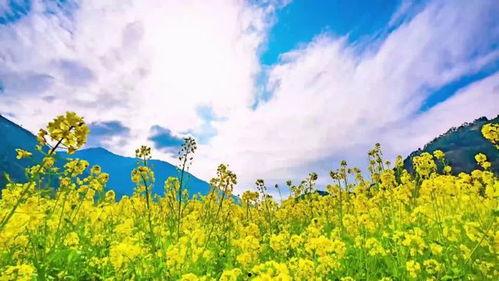 春天来了视频,春天来了视频中的美好时光