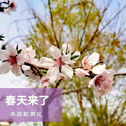 春天来了视频,春天来了视频中的美好时光