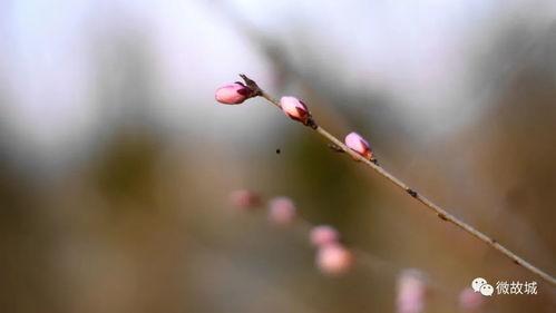 春天来了视频,春天来了视频中的美好时光