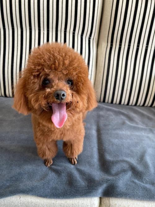 打泰迪视频,背后真相揭秘