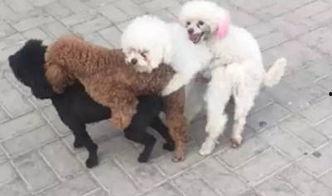 打泰迪视频,背后真相揭秘