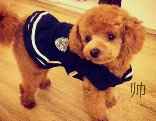 打泰迪视频,背后真相揭秘