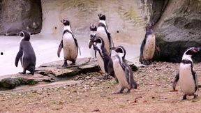 企鹅视频下载,轻松获取海量视频资源