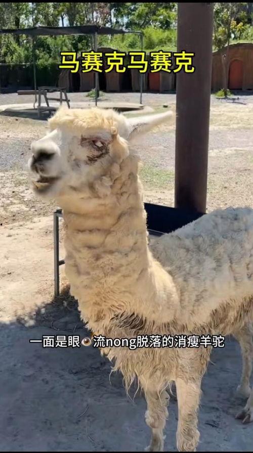 羊驼的视频,萌宠互动瞬间大盘点