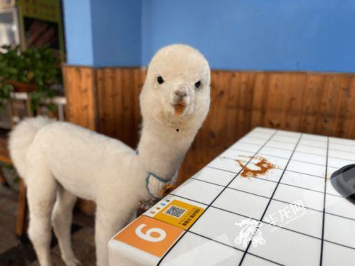 羊驼的视频,萌宠互动瞬间大盘点