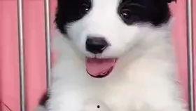 边牧幼犬视频,萌态十足视频集锦