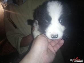 边牧幼犬视频,萌态十足视频集锦