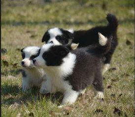 边牧幼犬视频,萌态十足视频集锦