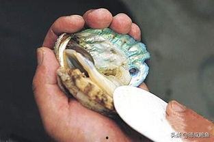 鲍鱼清洗视频,视频教你轻松洗净鲍鱼