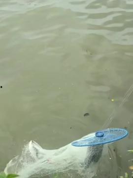 野外捕鱼视频,捕捉自然之美