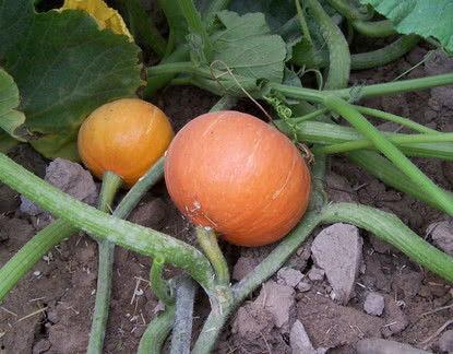 瓜爸吃黑蒜,探寻健康与美味的完美融合