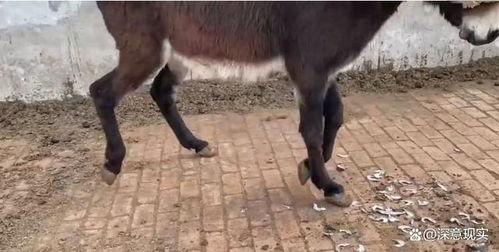 小毛驴视频,趣味横生的动物世界