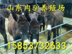 小毛驴视频,趣味横生的动物世界