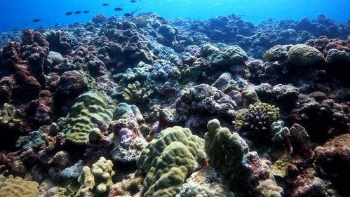 珊瑚礁视频,海洋生态宝库的视觉盛宴