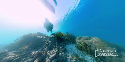 珊瑚礁视频,海洋生态宝库的视觉盛宴