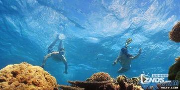 珊瑚礁视频,海洋生态宝库的视觉盛宴