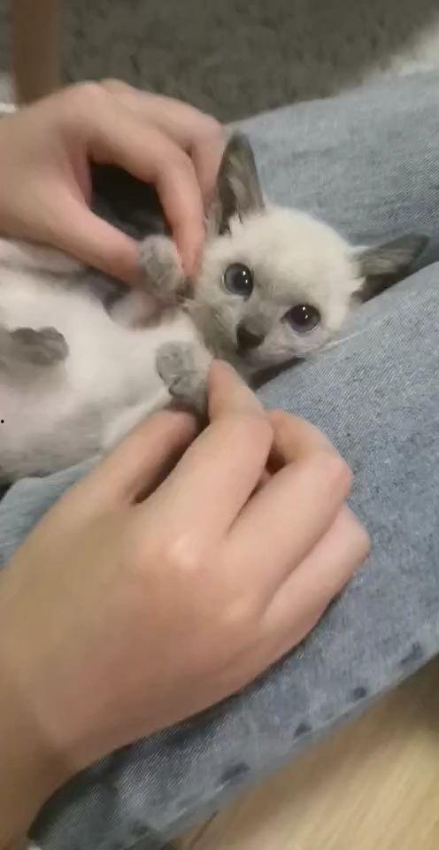 狗狗猫猫视频,狗狗猫猫视频集锦