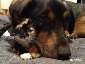 狗狗猫猫视频,狗狗猫猫视频集锦