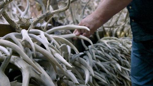 鹿茸视频,大自然的滋补瑰宝，探寻其神奇功效与养生之道